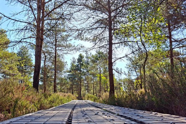 Wooden walkway through a sunlit forest with tall trees and green foliage.