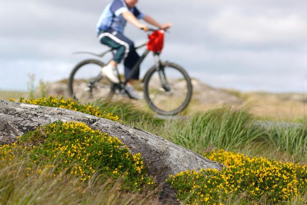 Person riding a bicycle in the background, with rocks and yellow flowers in the foreground.