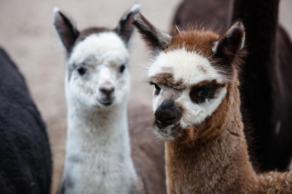 Two alpacas standing close together, one white and gray, one brown and white, facing forward.